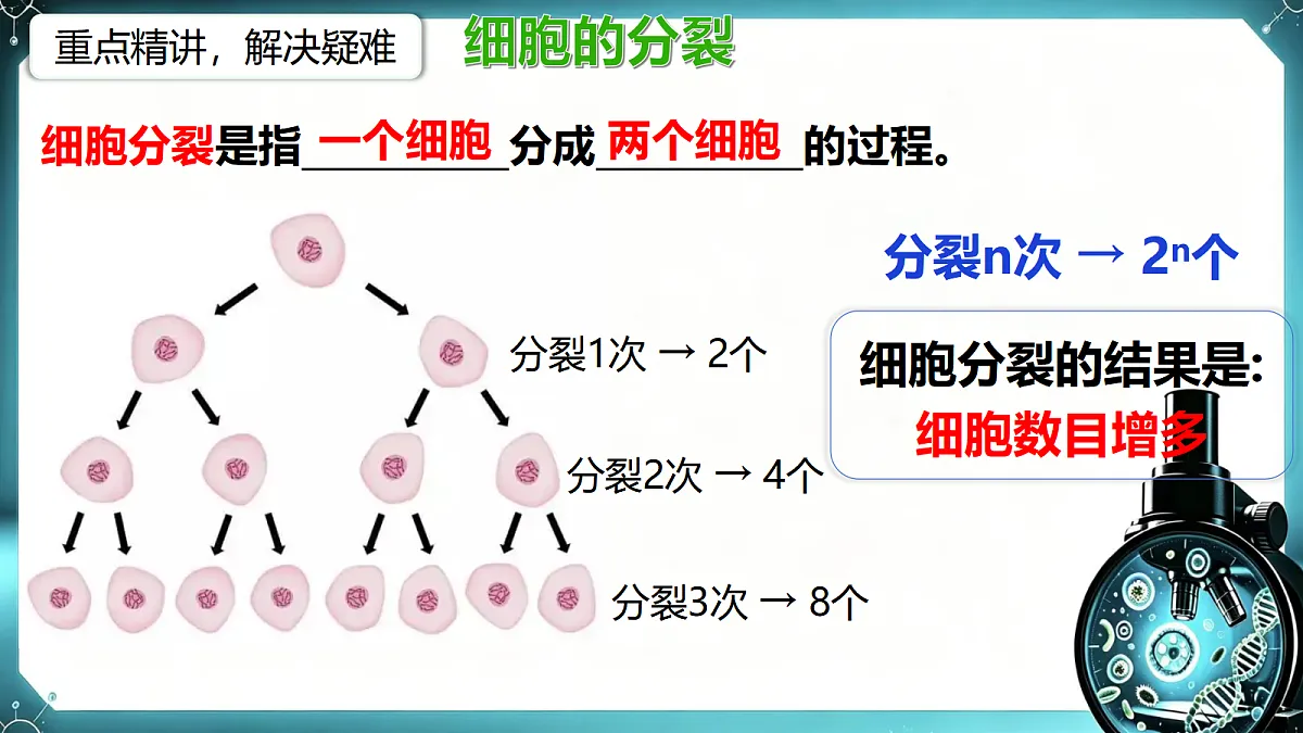 1.2.1 细胞的分裂和分化（第1课时）同步课件第7页