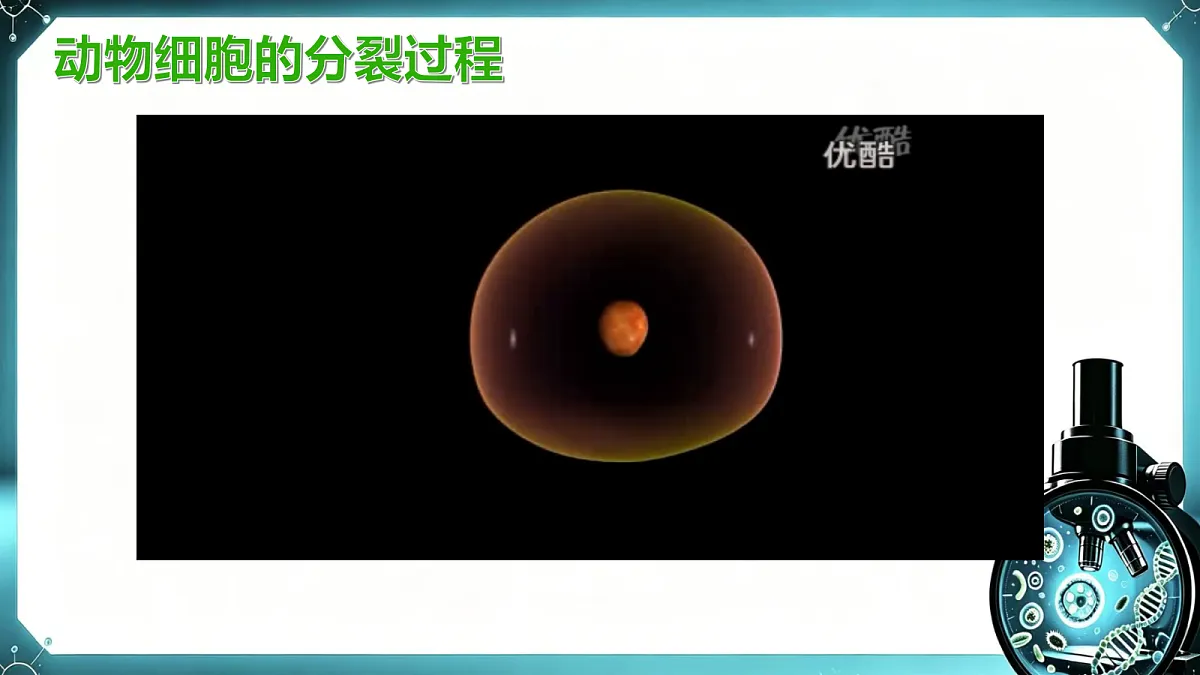 1.2.1 细胞的分裂和分化（第1课时）同步课件第8页