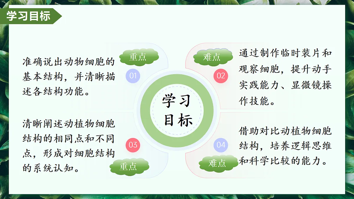 1.2.3 动物细胞 - 初中生物七年级上册 同步教学课件（人教版2024）第2页