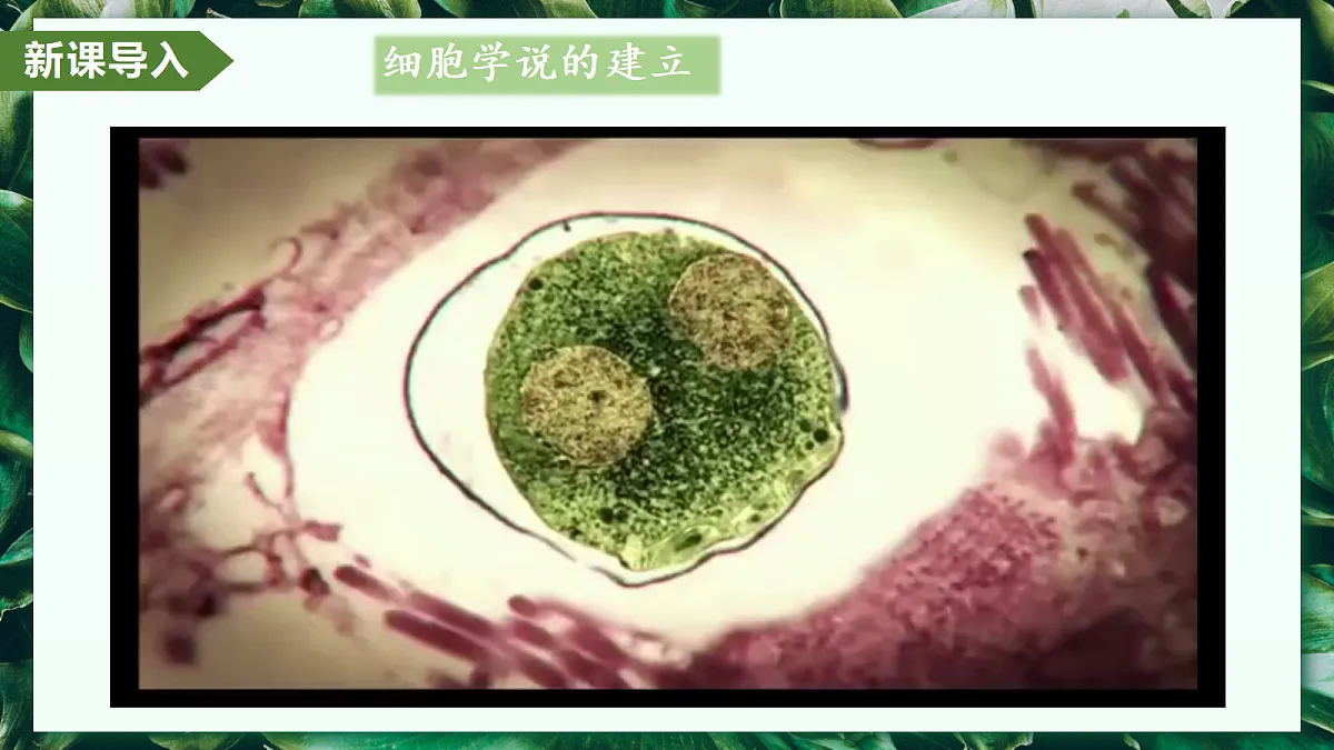 1.2.3 动物细胞 - 初中生物七年级上册 同步教学课件（人教版2024）第4页