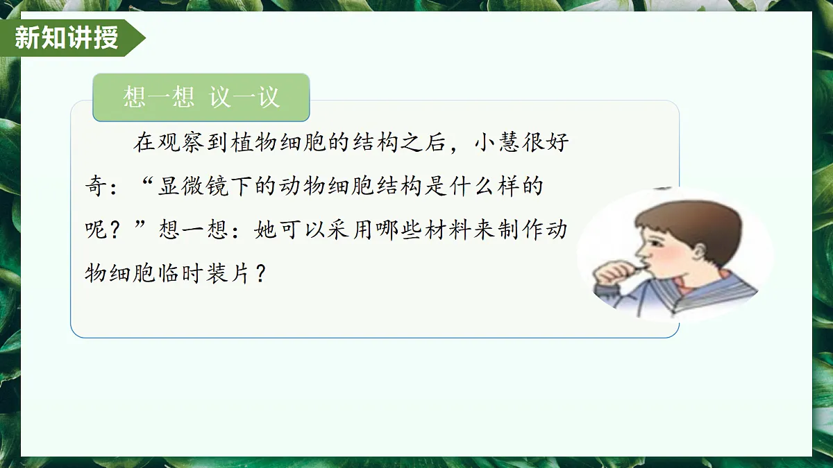 1.2.3 动物细胞 - 初中生物七年级上册 同步教学课件（人教版2024）第5页