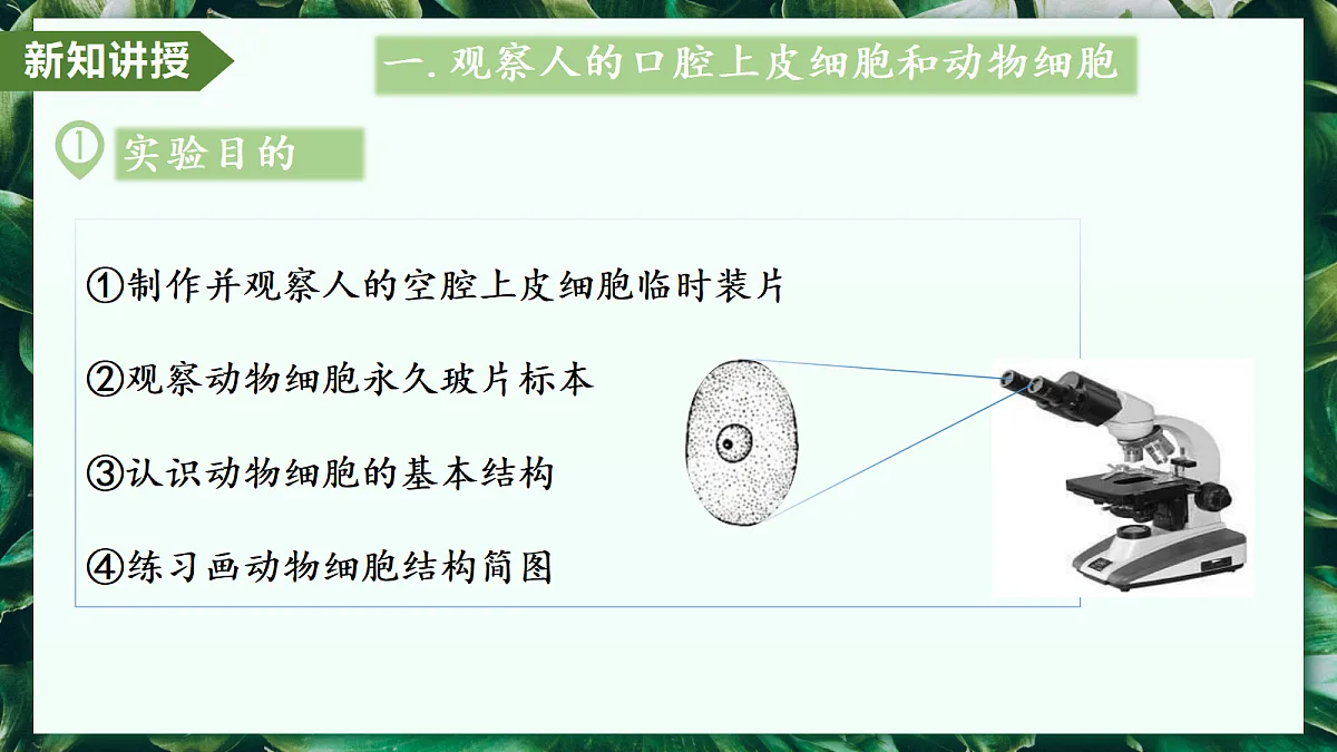 1.2.3 动物细胞 - 初中生物七年级上册 同步教学课件（人教版2024）第6页