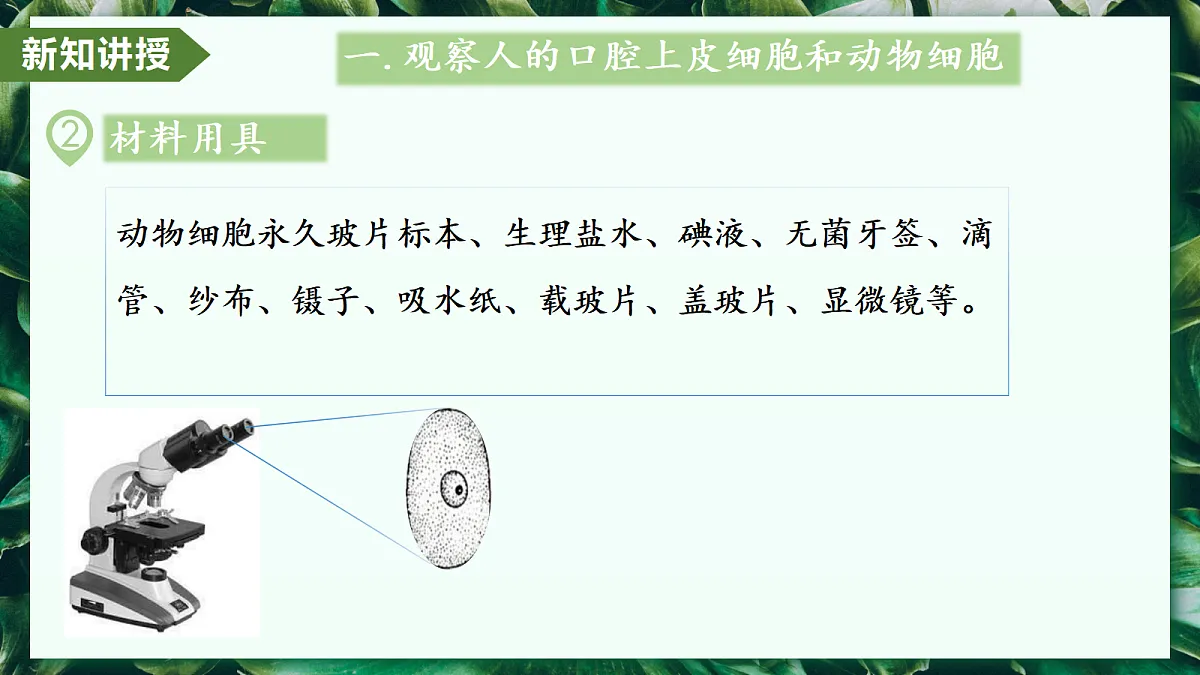 1.2.3 动物细胞 - 初中生物七年级上册 同步教学课件（人教版2024）第7页