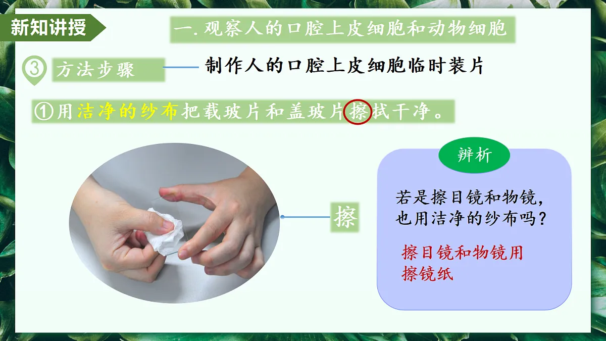 1.2.3 动物细胞 - 初中生物七年级上册 同步教学课件（人教版2024）第8页