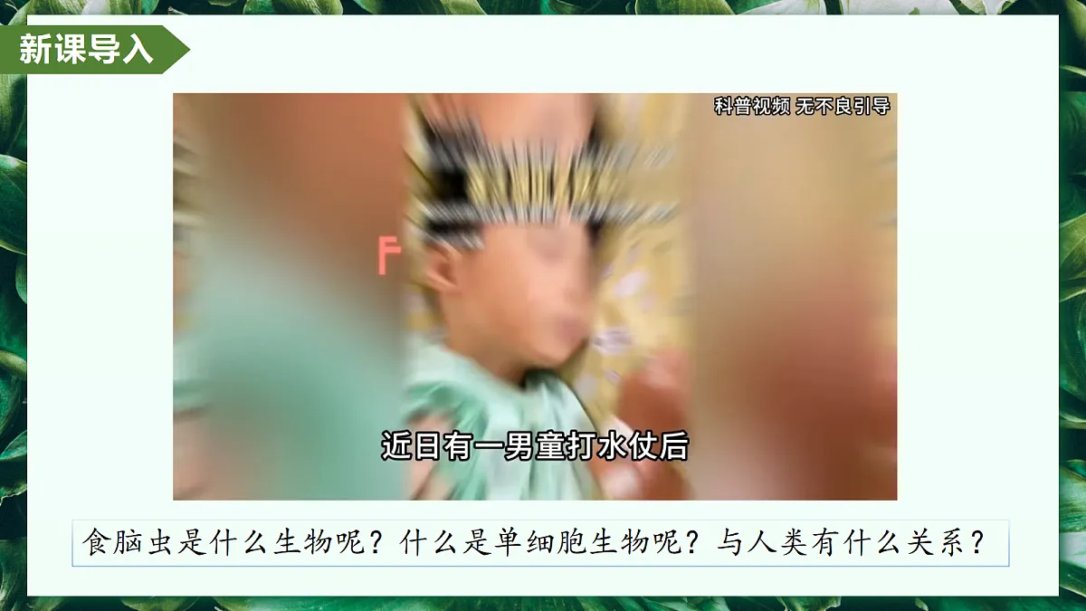 1.3.4 单细胞生物 - 初中生物七年级上册 同步教学课件（人教版2024）第4页