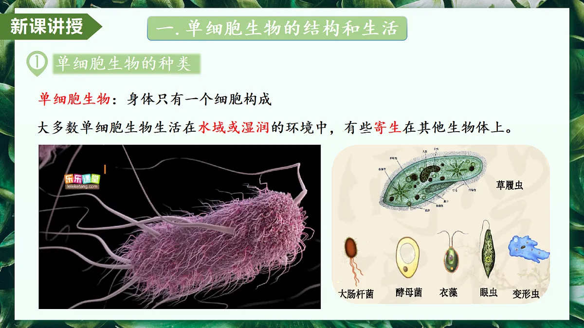 1.3.4 单细胞生物 - 初中生物七年级上册 同步教学课件（人教版2024）第5页