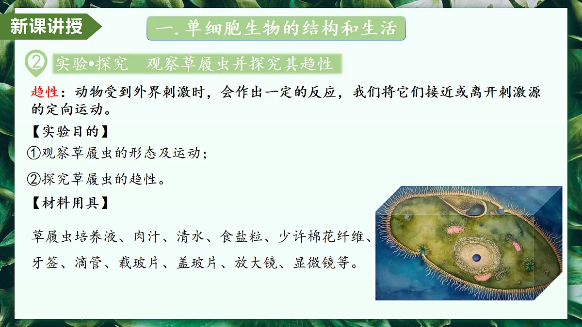 1.3.4 单细胞生物 - 初中生物七年级上册 同步教学课件（人教版2024）第6页