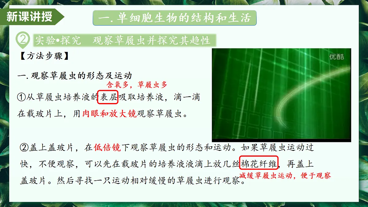 1.3.4 单细胞生物 - 初中生物七年级上册 同步教学课件（人教版2024）第7页