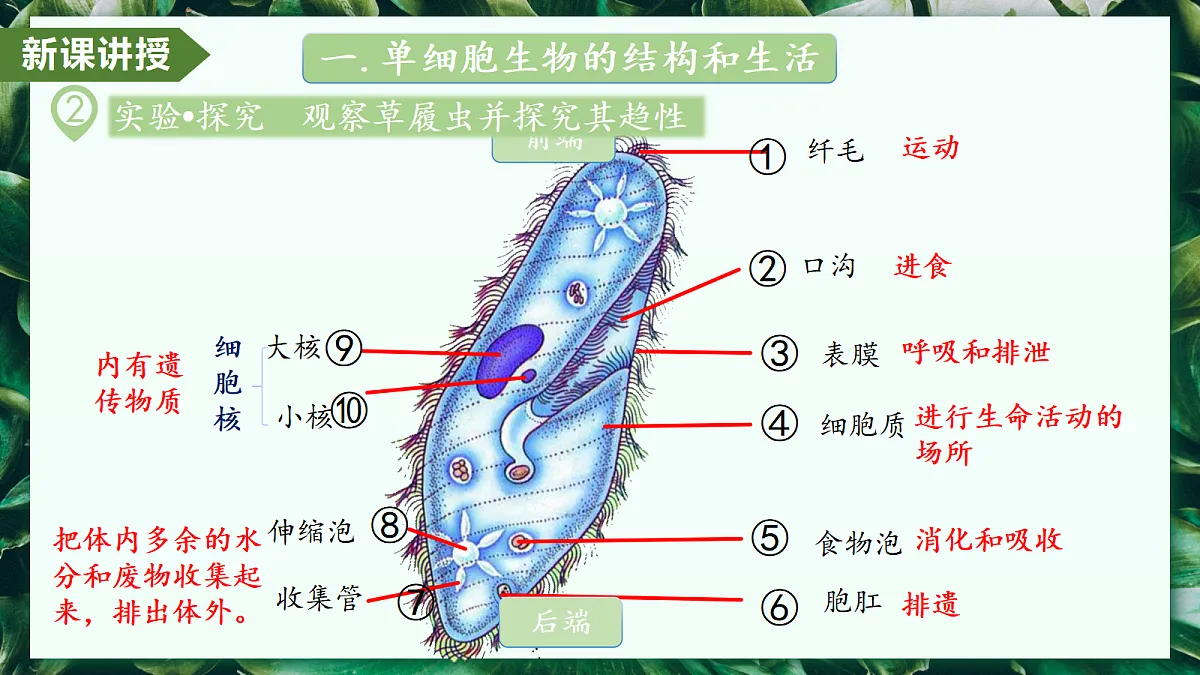 1.3.4 单细胞生物 - 初中生物七年级上册 同步教学课件（人教版2024）第8页