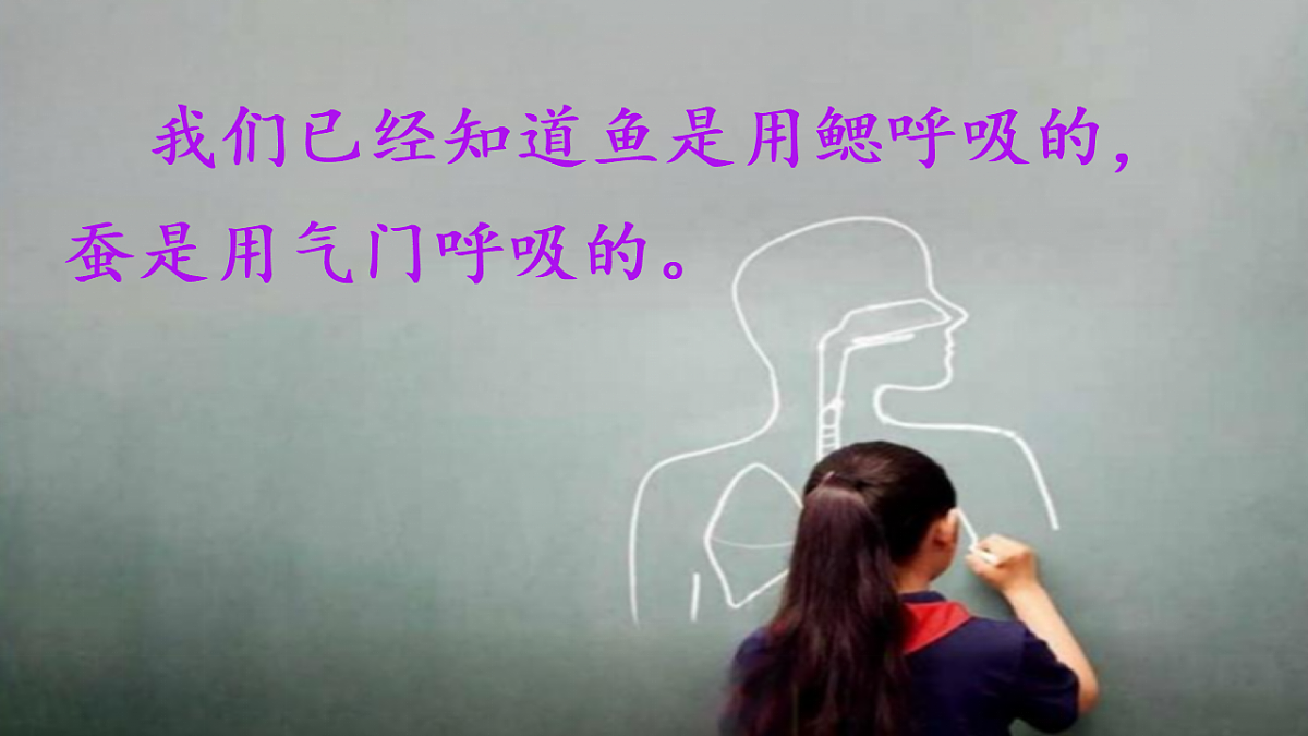 2.2《认识呼吸器官》教学课件第2页