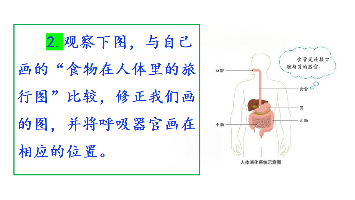 2.7《食物在身体里的旅行》教学课件第8页