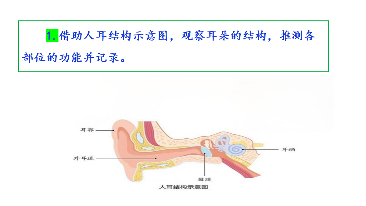3.8《保护听力》教学课件第6页