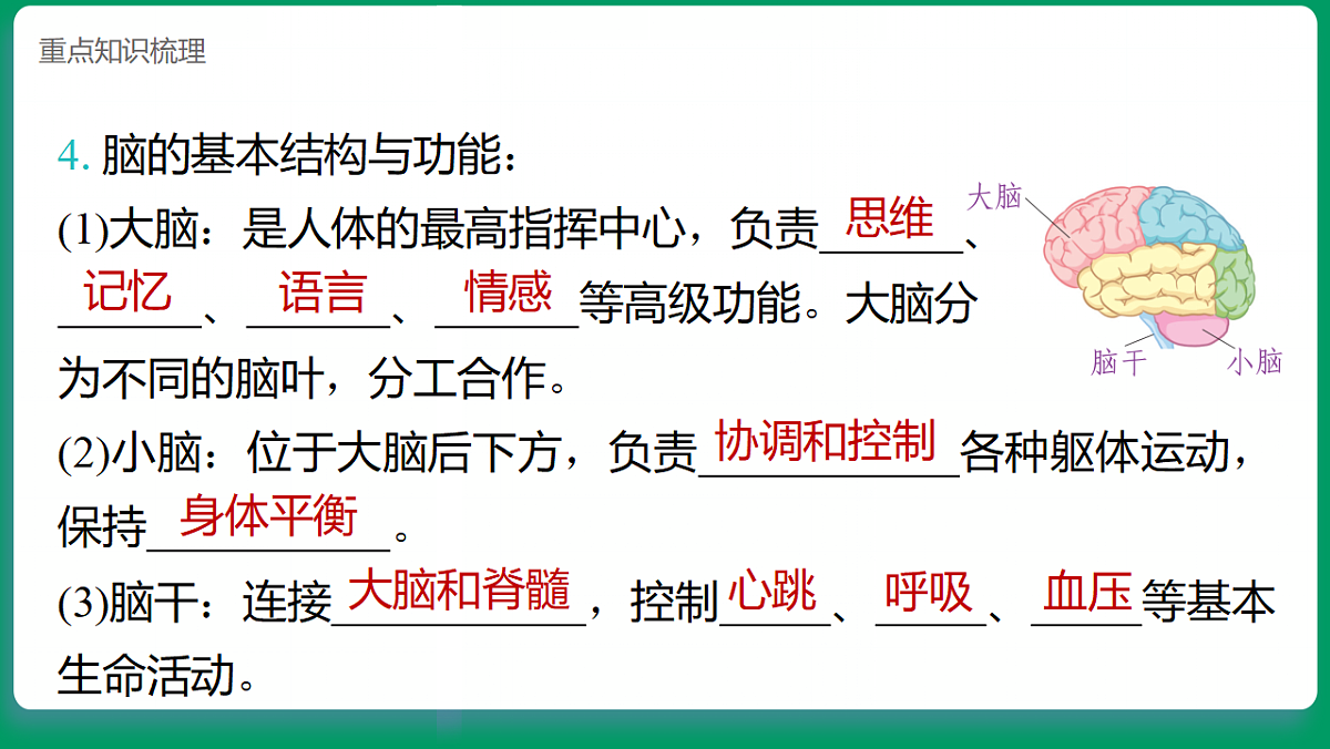 1.4 身体的“总指挥” 课堂重点知识笔记课件第3页