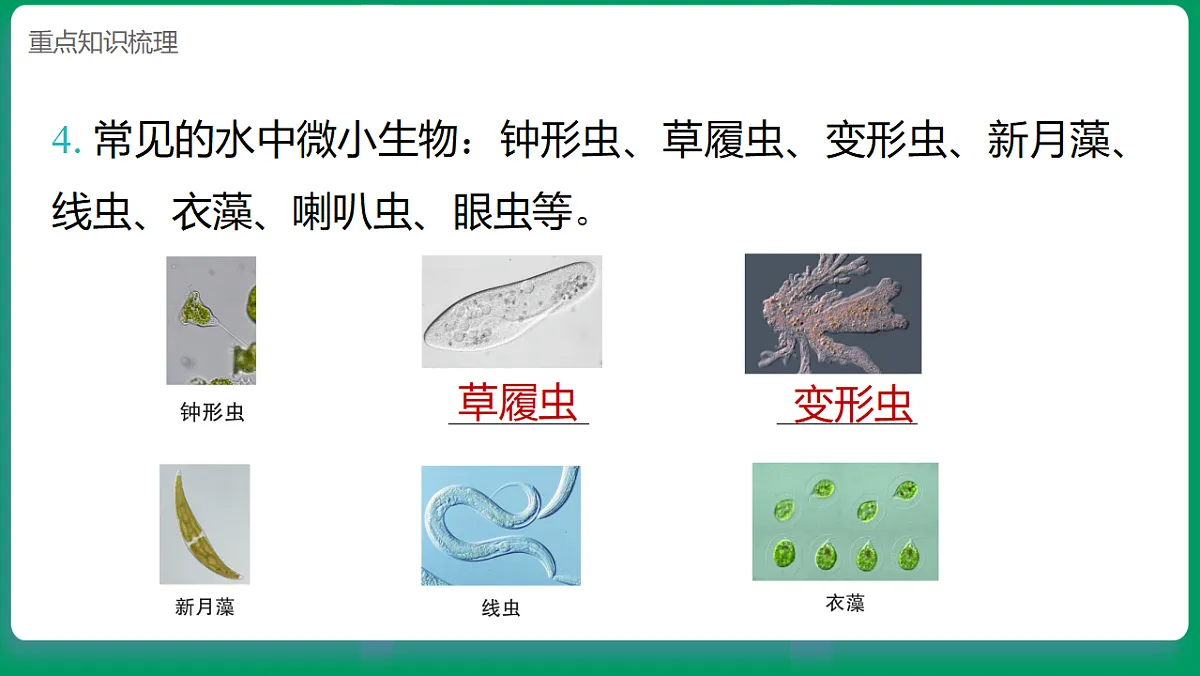 1.6观察水中的微小生物 课堂重点知识笔记课件第3页