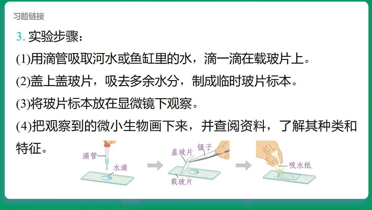 1.6观察水中的微小生物 课堂重点知识笔记课件第6页