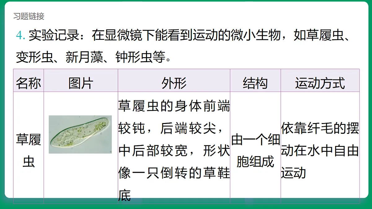 1.6观察水中的微小生物 课堂重点知识笔记课件第7页