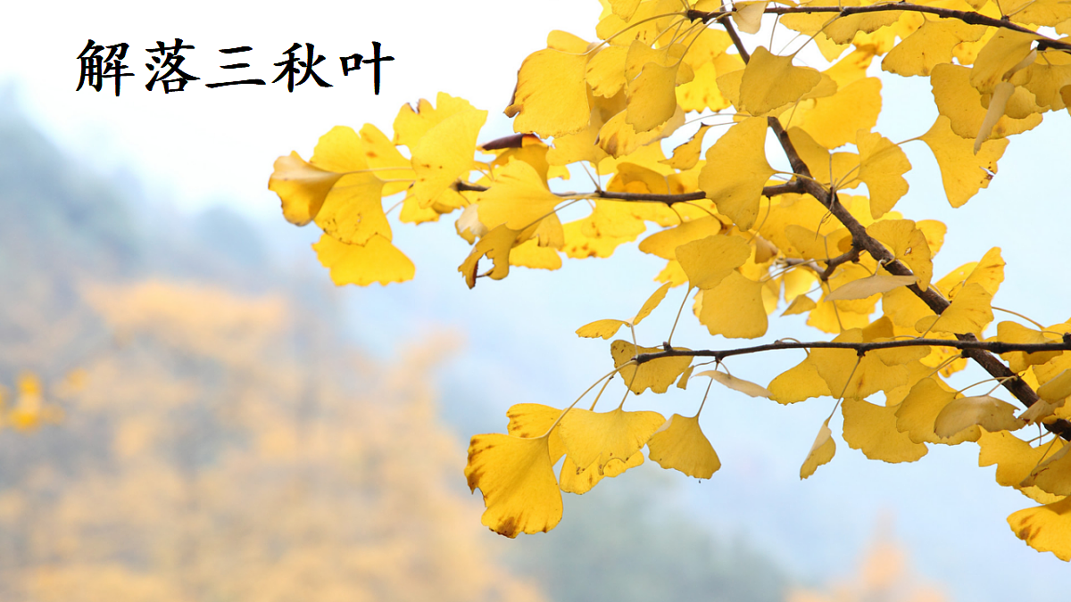 18551146第3页