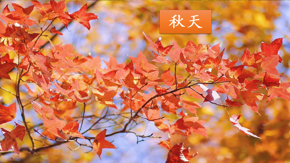 18556731第2页