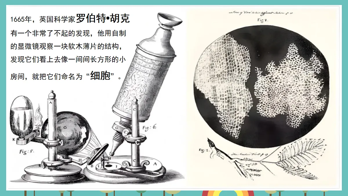1.5 观察细胞 - 小学科学五级上册 同步教学课件（教科版2024）第2页