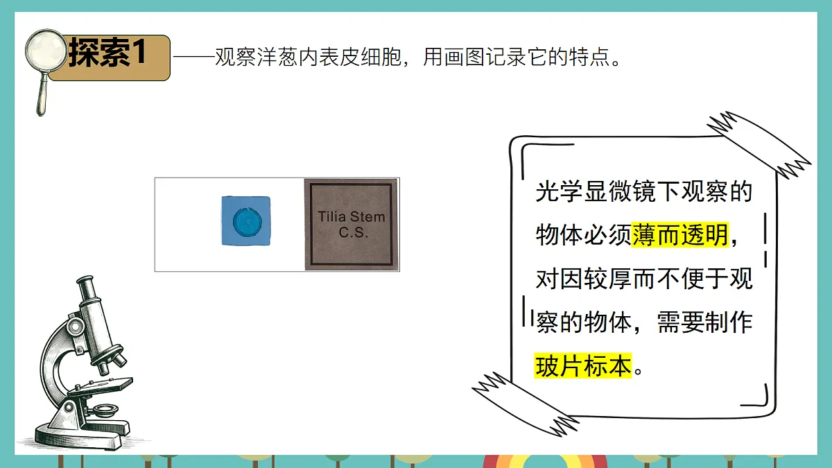 1.5 观察细胞 - 小学科学五级上册 同步教学课件（教科版2024）第4页