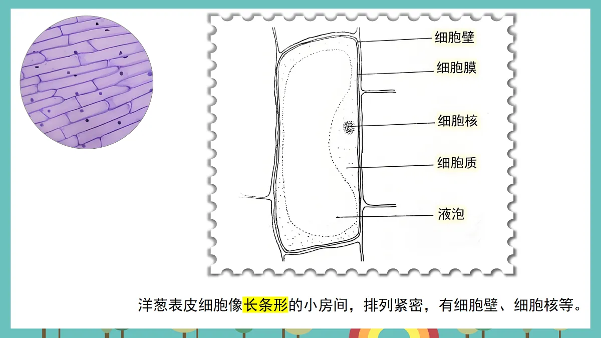 1.5 观察细胞 - 小学科学五级上册 同步教学课件（教科版2024）第7页