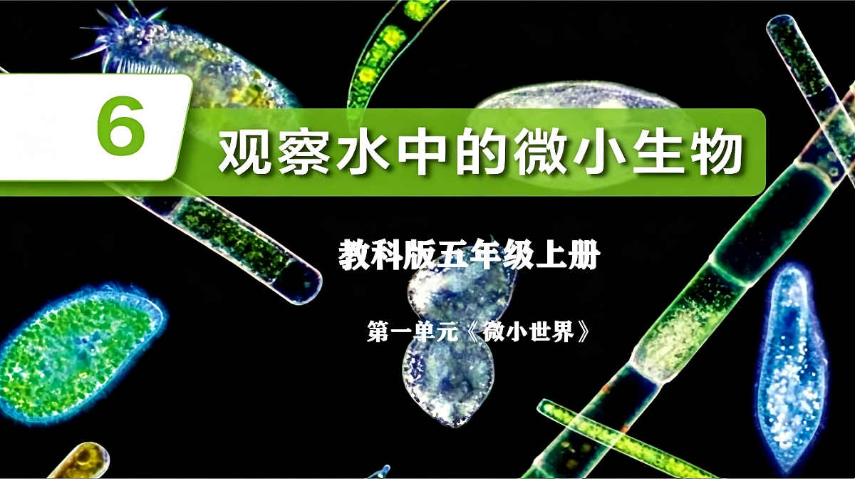1.6观察水中微小生物第1页