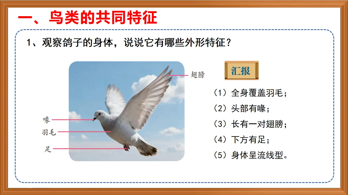 苏教版小学科学四年级上册第一单元《3 鸟类 》课件第4页