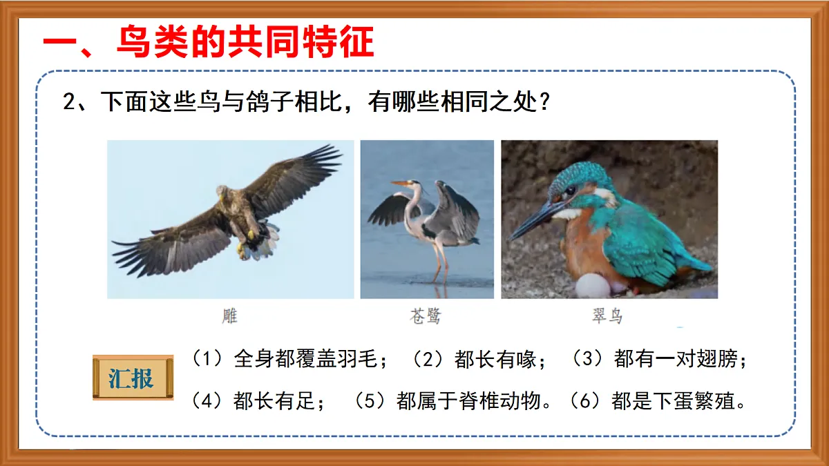 苏教版小学科学四年级上册第一单元《3 鸟类 》课件第5页