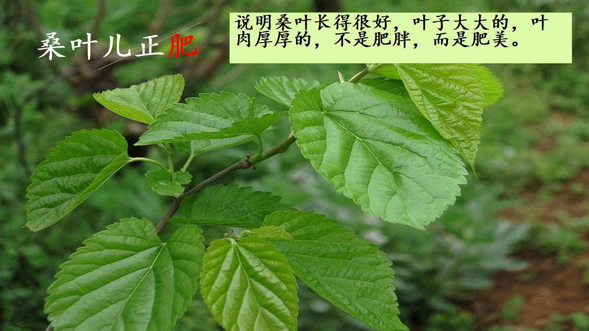18609654第8页