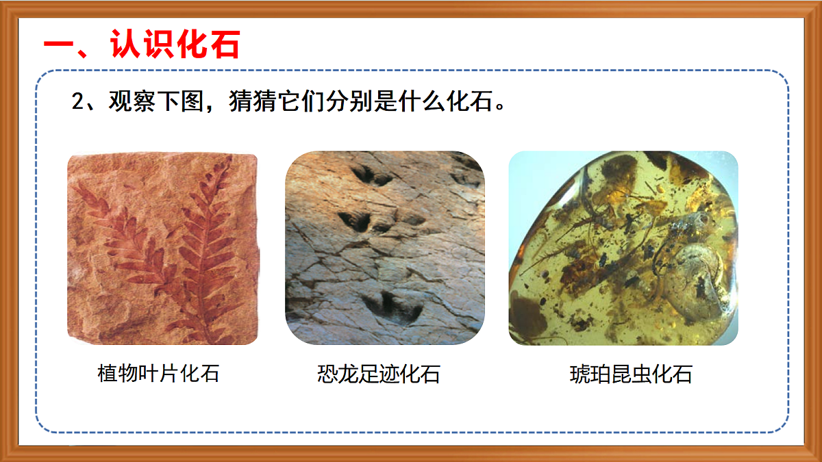 苏教版小学科学六年级上册第2单元《7 化石告诉我吗什么》课件、视频、作业设计第6页