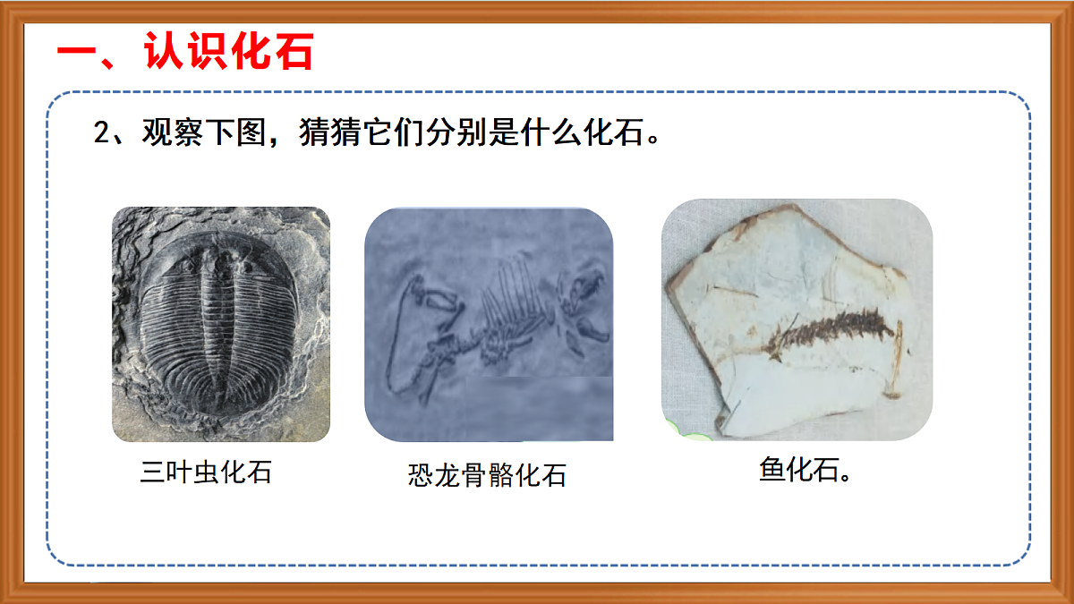 苏教版小学科学六年级上册第2单元《7 化石告诉我吗什么》课件、视频、作业设计第7页
