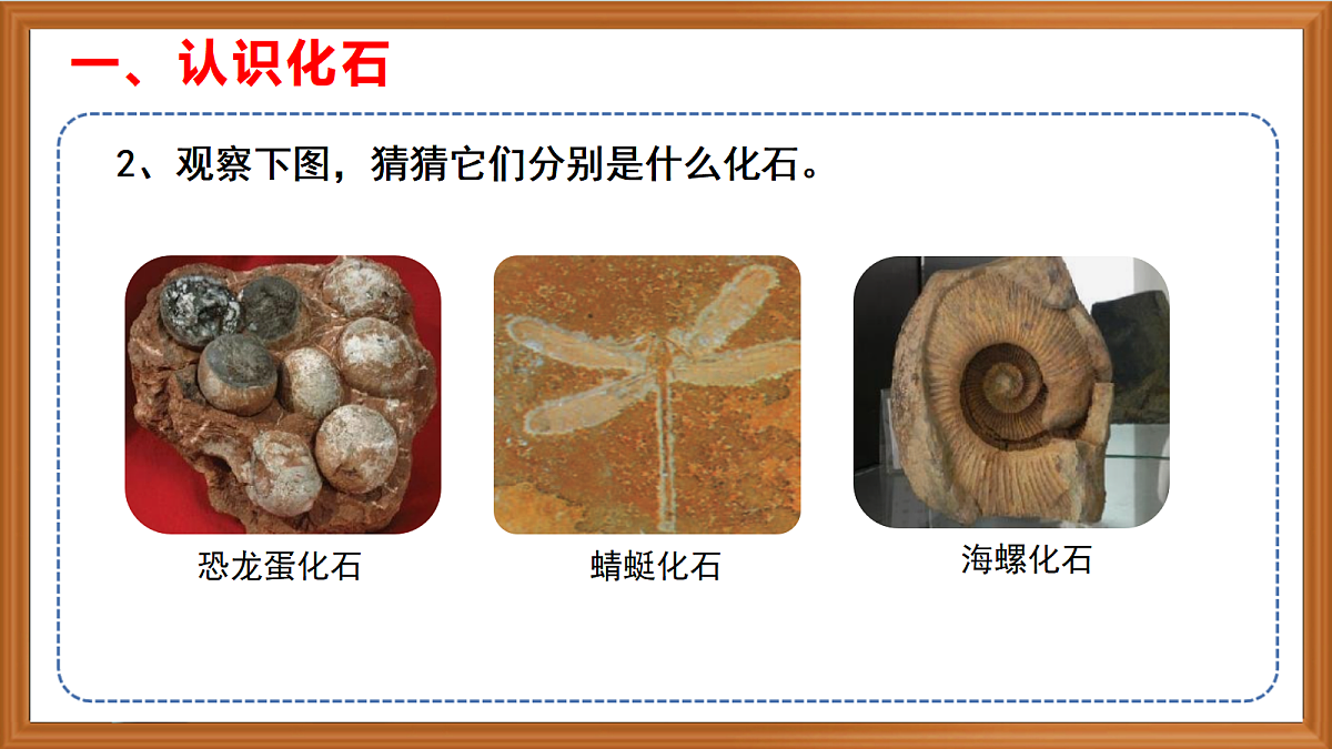 苏教版小学科学六年级上册第2单元《7 化石告诉我吗什么》课件、视频、作业设计第8页