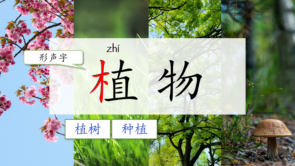1.《植物妈妈有办法》课件第3页