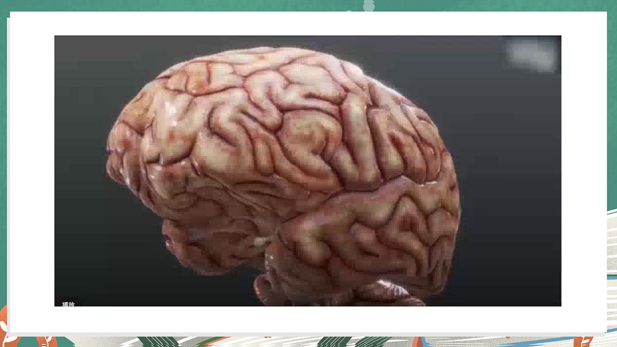 1.4 身体的“总指挥”（教学课件）【含AI视频】科学教科版六年级上册（新教材）第5页