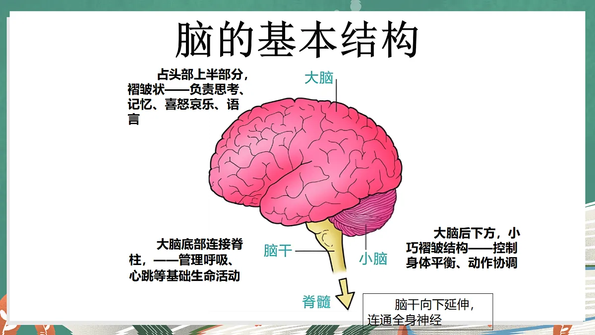 1.4 身体的“总指挥”（教学课件）【含AI视频】科学教科版六年级上册（新教材）第6页