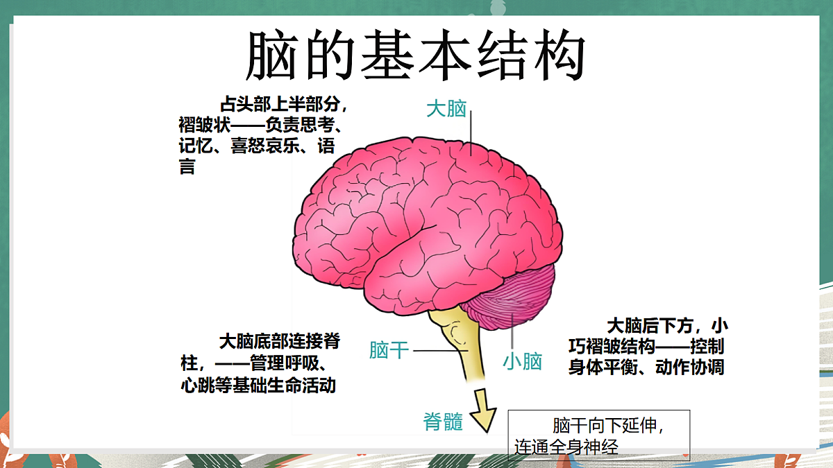 1.4 身体的“总指挥”（教学课件）【含AI视频】科学教科版六年级上册（新教材）第6页