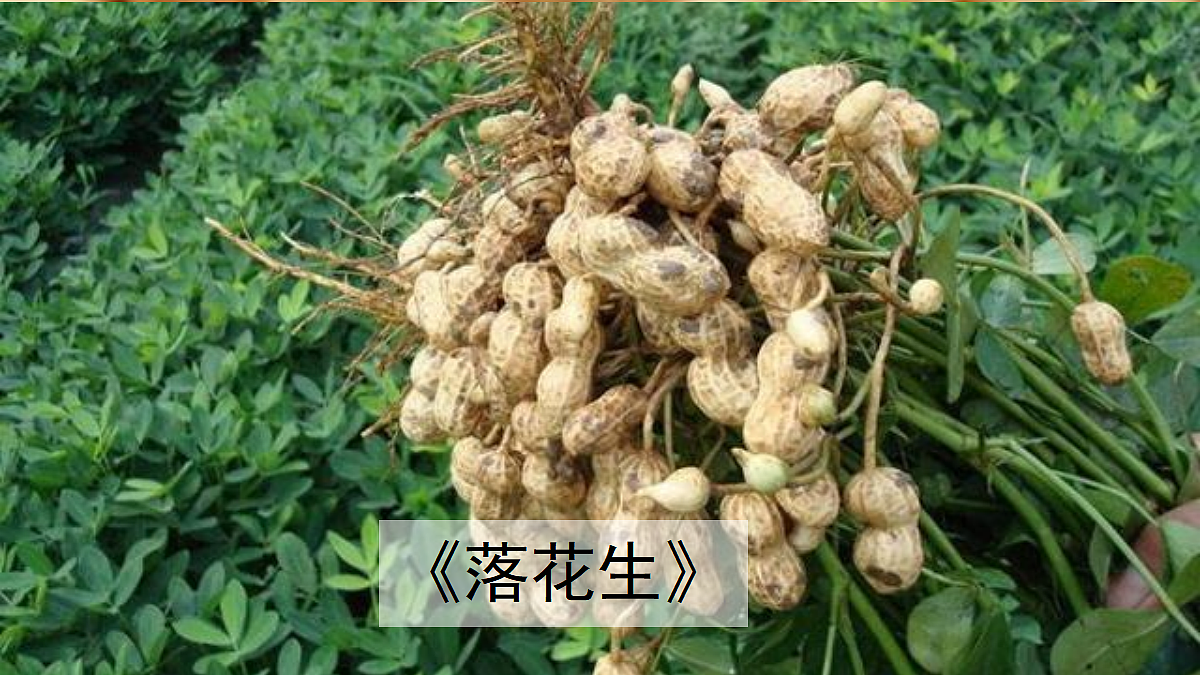 18631424第3页