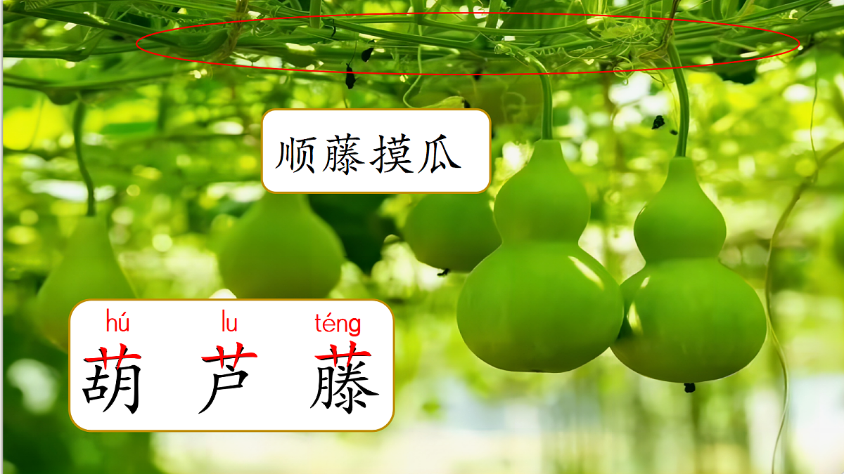 1.《课文14 我要的是葫芦》ppt课件第5页
