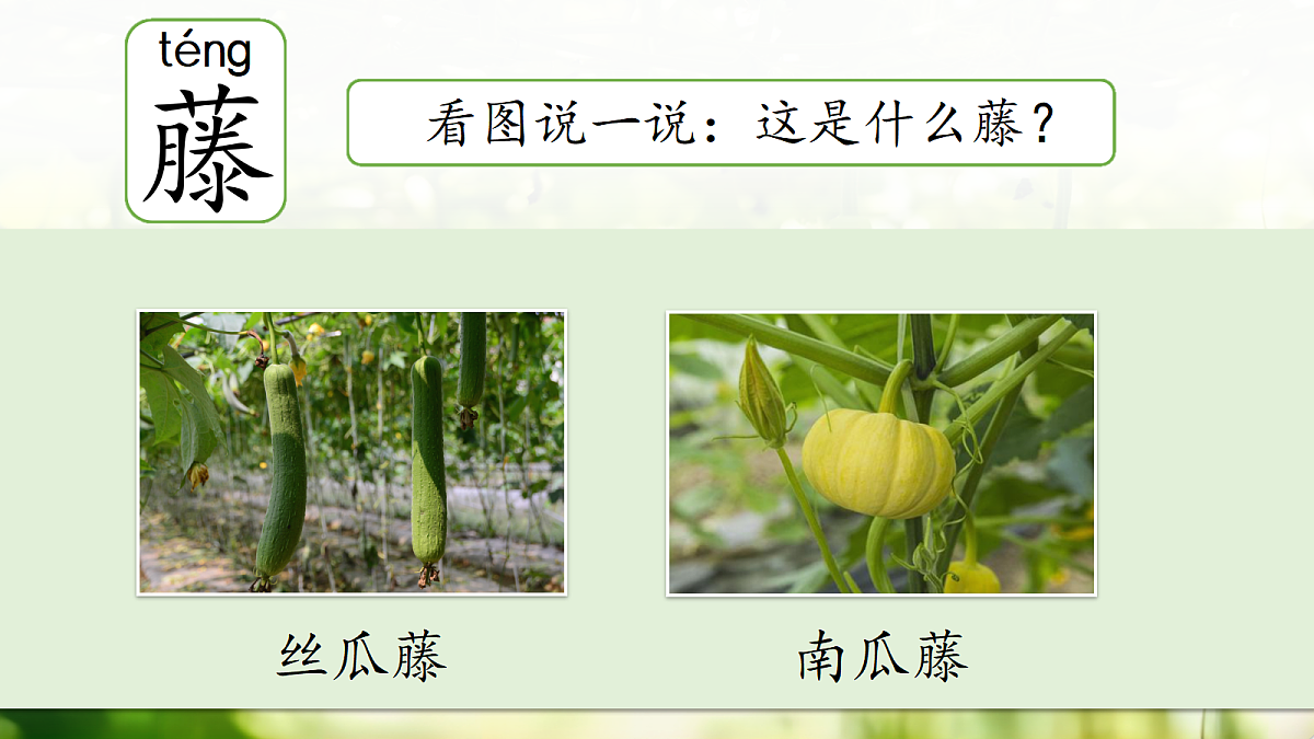 1.《课文14 我要的是葫芦》ppt课件第6页