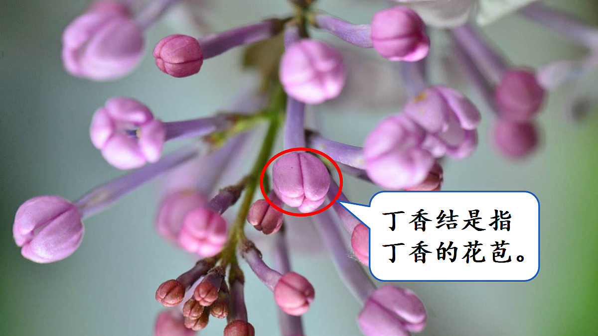 2 丁香结【精华版】第3页
