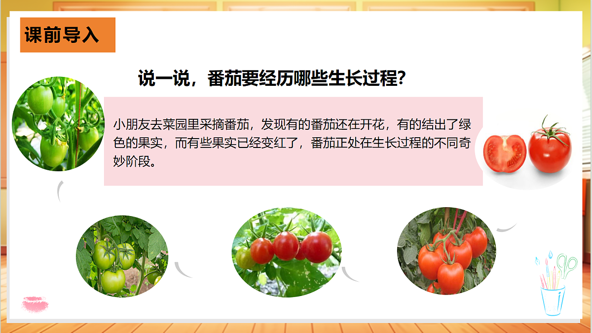 2.5 番茄的一生（教学课件）【含交互动画】科学粤教粤科版四年级上册（新教材）第3页