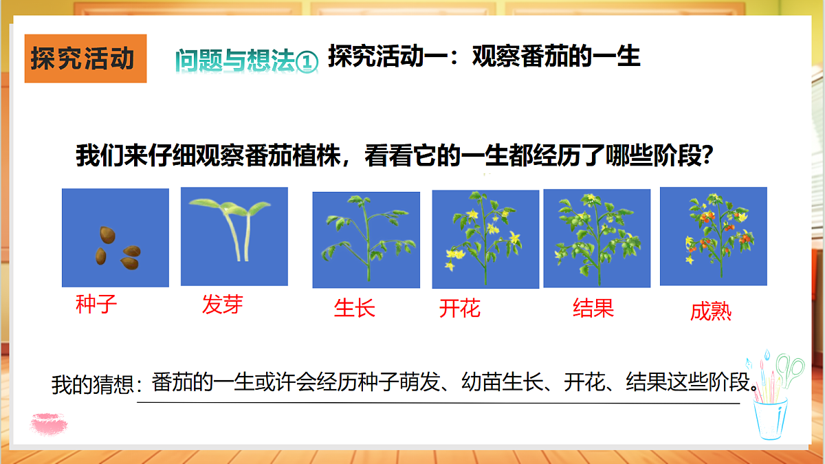 2.5 番茄的一生（教学课件）【含交互动画】科学粤教粤科版四年级上册（新教材）第4页