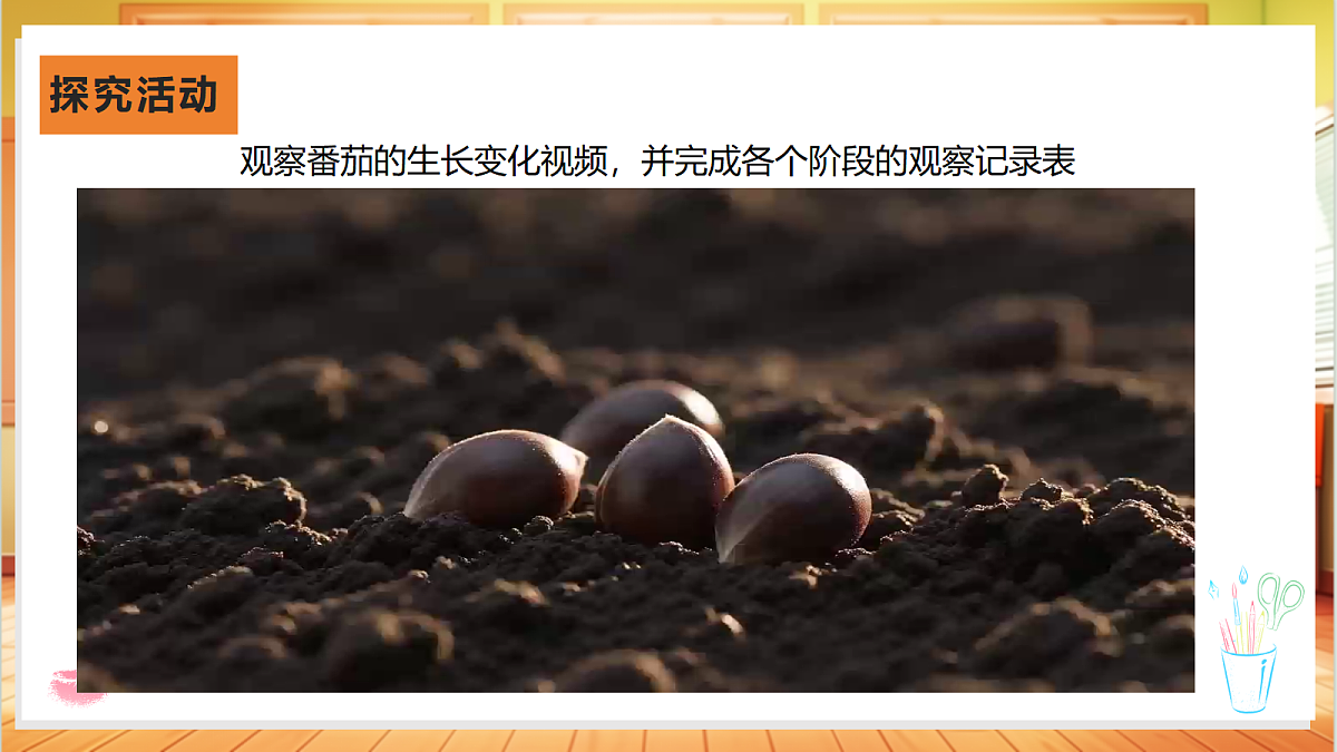 2.5 番茄的一生（教学课件）【含交互动画】科学粤教粤科版四年级上册（新教材）第5页