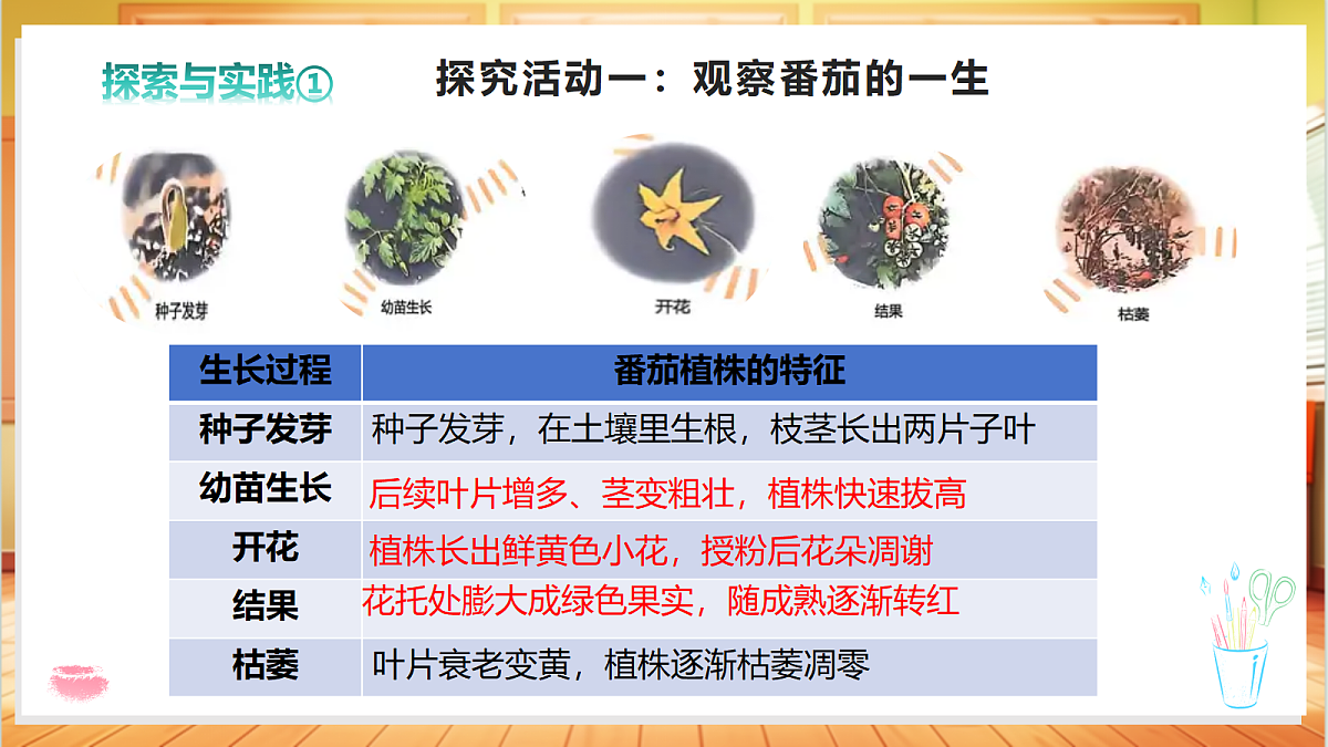 2.5 番茄的一生（教学课件）【含交互动画】科学粤教粤科版四年级上册（新教材）第6页