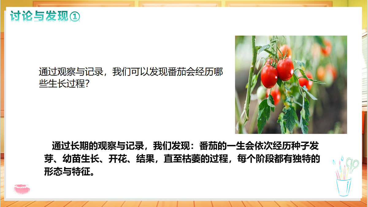 2.5 番茄的一生（教学课件）【含交互动画】科学粤教粤科版四年级上册（新教材）第7页