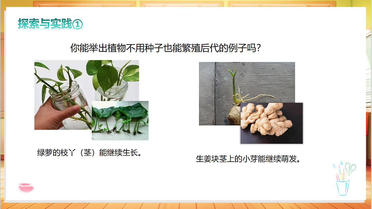 2.6 植物的繁殖（教学课件）科学粤教粤科版四年级上册（新教材）第8页