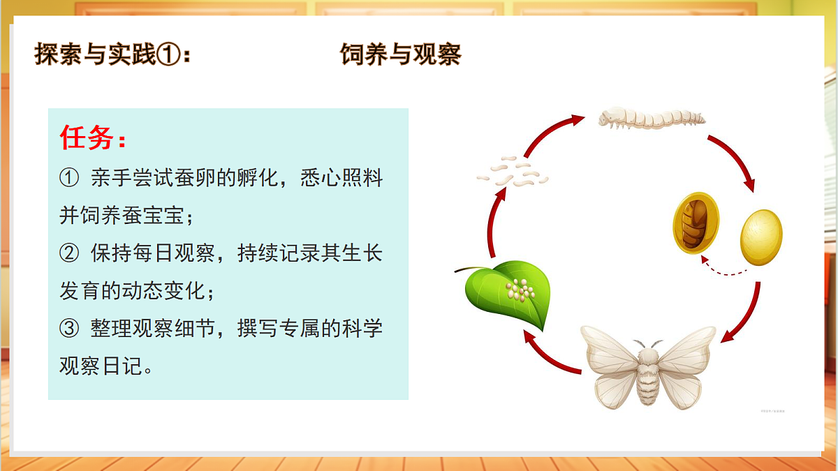 2.8 蚕的一生（教学课件）科学粤教粤科版四年级上册（新教材）第6页