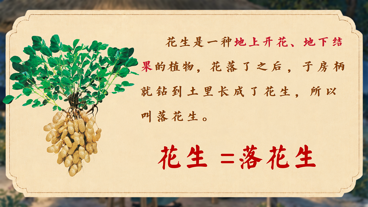 2.《落花生》课件第4页