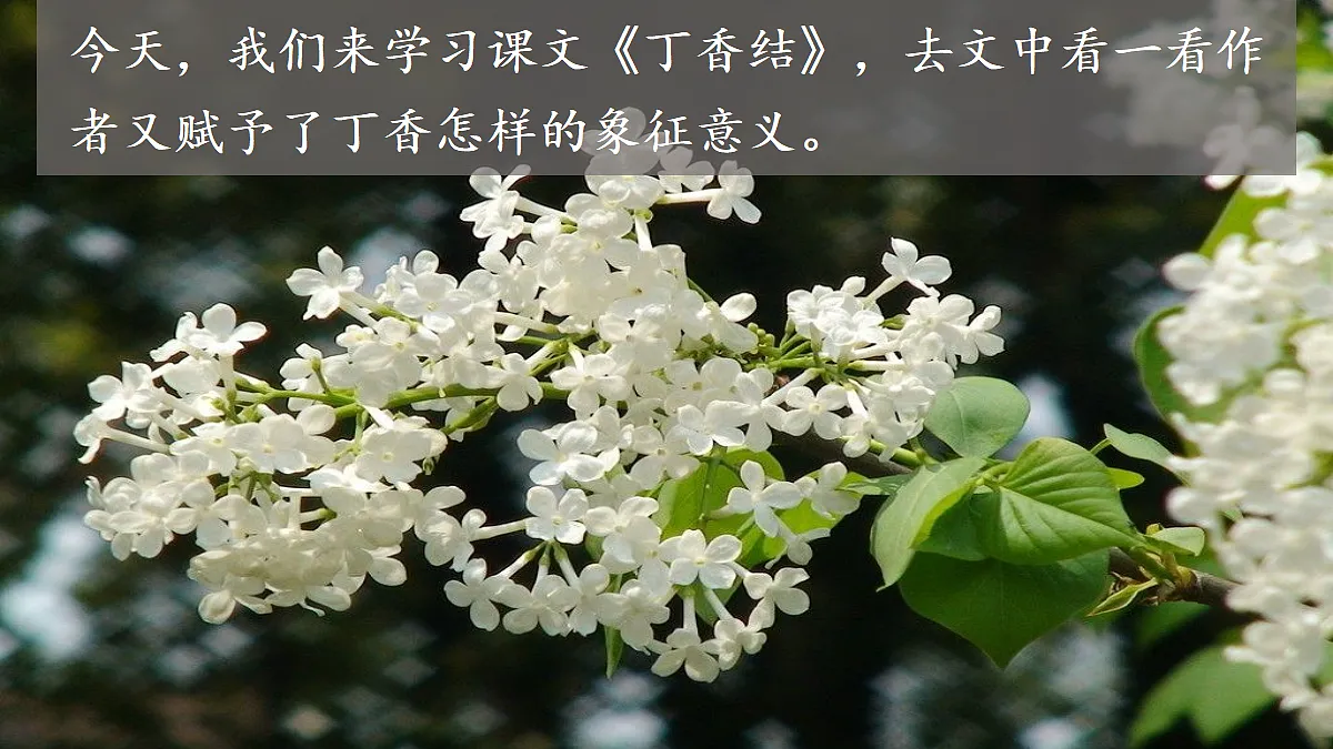 【教学课件】2.丁香结 第1课时第3页