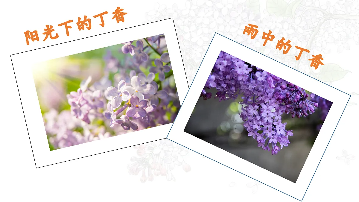 【教学课件】2.丁香结 第2课时第6页